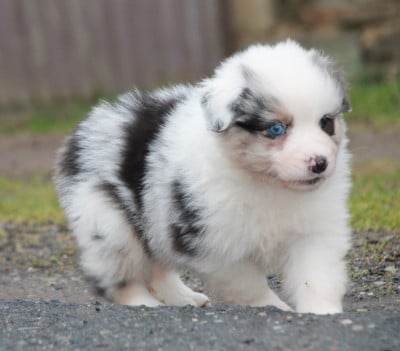 Les chiots de Berger Australien