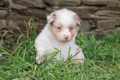 Les chiots de Berger Australien