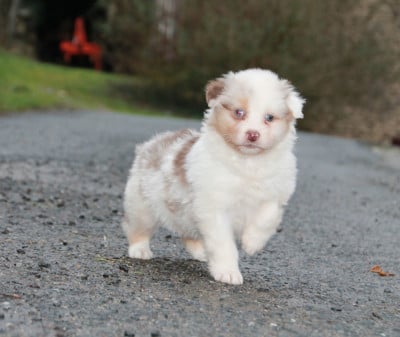 Les chiots de Berger Australien