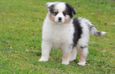 Les chiots de Berger Australien