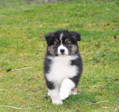 Les chiots de Berger Australien