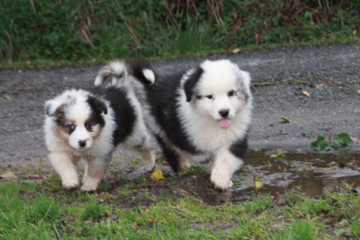 Les chiots de Berger Australien