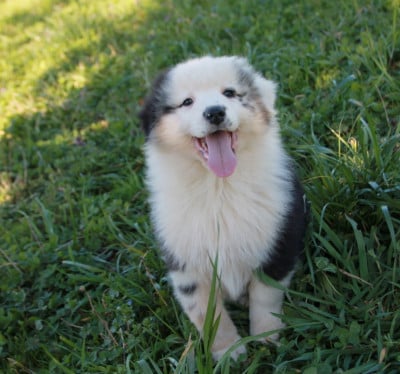 Les chiots de Berger Australien