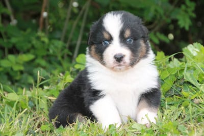 Les chiots de Berger Australien