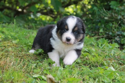 Les chiots de Berger Australien