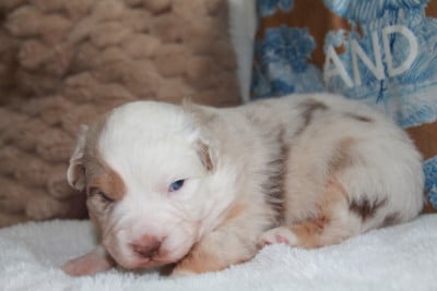 Les chiots de Berger Australien
