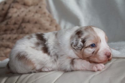 Les chiots de Berger Australien