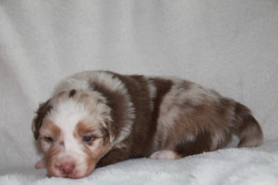 Les chiots de Berger Australien
