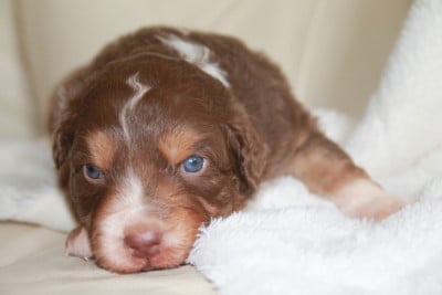 Les chiots de Berger Australien