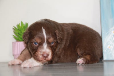 Les chiots de Berger Australien