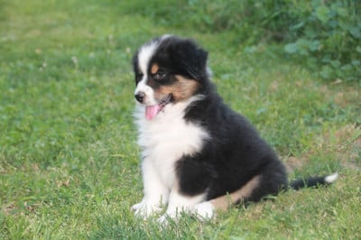 Les chiots de Berger Australien