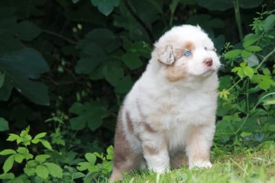 Les chiots de Berger Australien