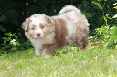Les chiots de Berger Australien