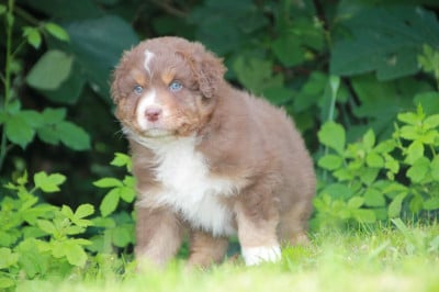 Les chiots de Berger Australien