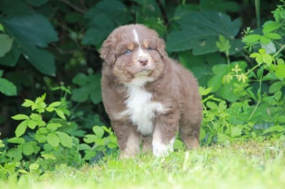 Les chiots de Berger Australien
