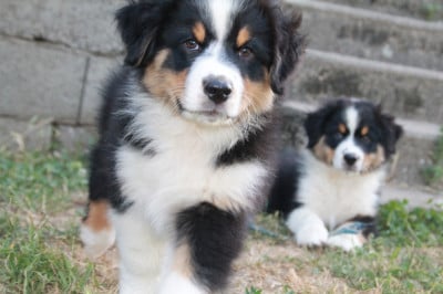 Les chiots de Berger Australien