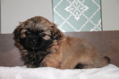 Les chiots de Epagneul tibetain