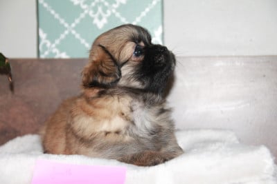Les chiots de Epagneul tibetain