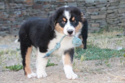 Les chiots de Berger Australien