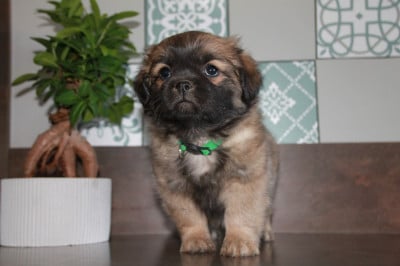 Les chiots de Epagneul tibetain