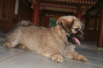 Les chiots de Epagneul tibetain