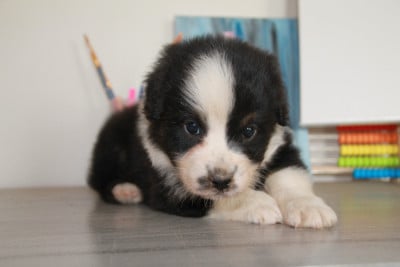 Les chiots de Berger Australien