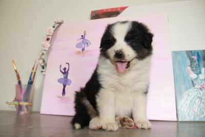 Les chiots de Berger Australien