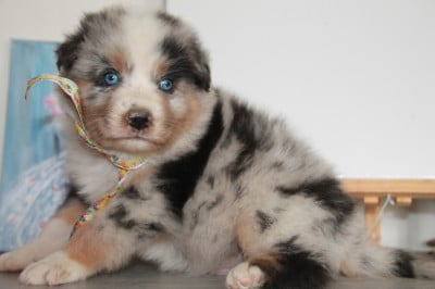 Les chiots de Berger Australien