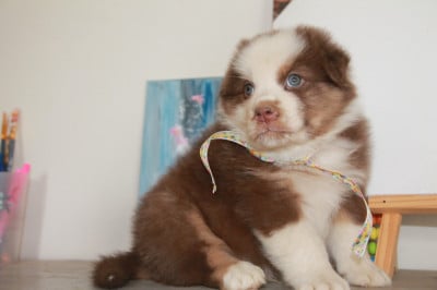 Les chiots de Berger Australien