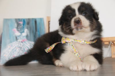 Les chiots de Berger Australien