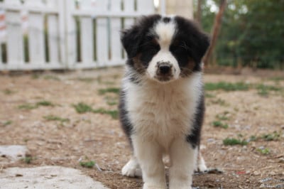 Les chiots de Berger Australien