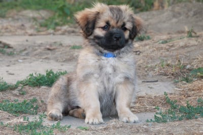 Les chiots de Epagneul tibetain