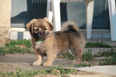 Les chiots de Epagneul tibetain