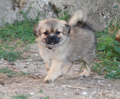 Les chiots de Epagneul tibetain