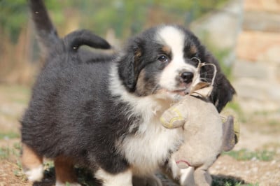 Les chiots de Berger Australien