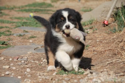 Les chiots de Berger Australien