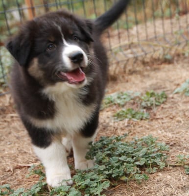 Les chiots de Berger Australien