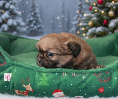 Les chiots de Epagneul tibetain