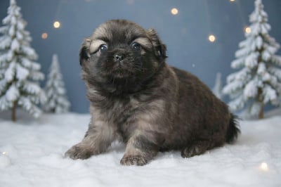 Les chiots de Epagneul tibetain