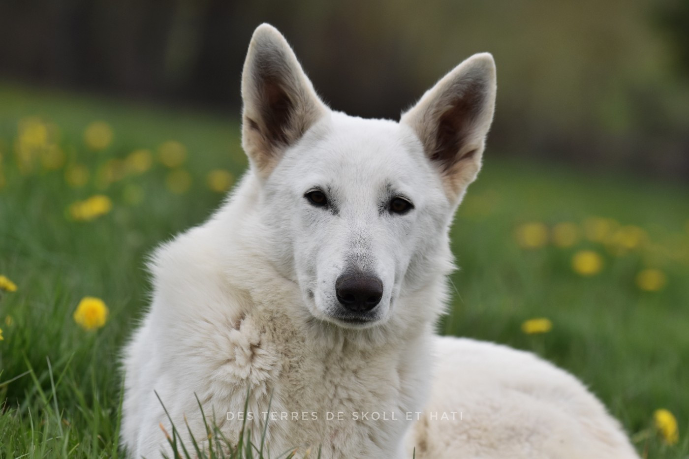 Alfheim des terres de skoll et hati