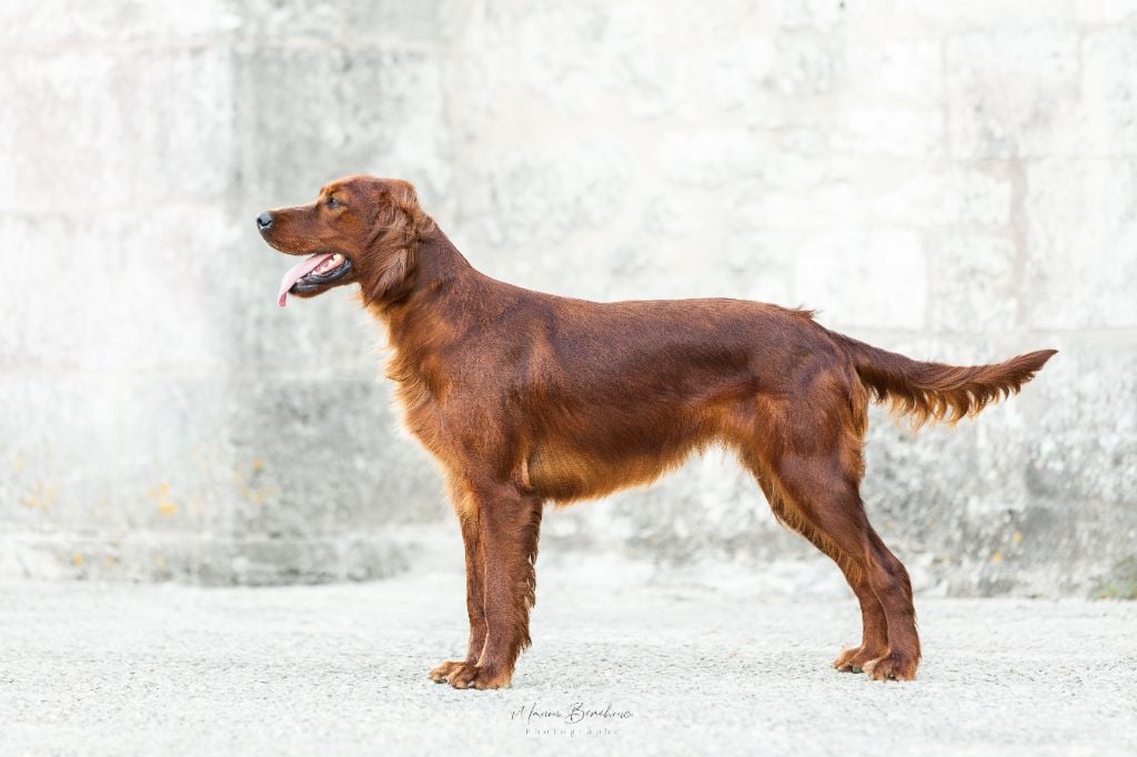 Volva de l'étang de la marnière