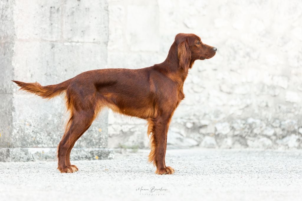 V6 de l'étang de la marnière