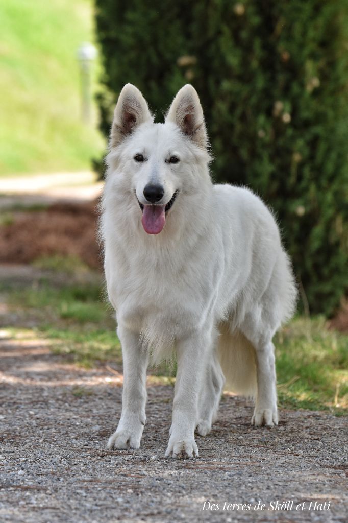 Torvi des terres de skoll et hati