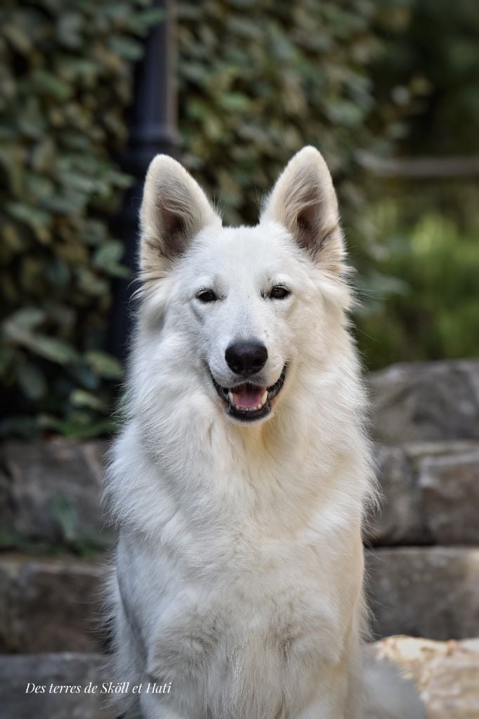 Torvi des terres de skoll et hati