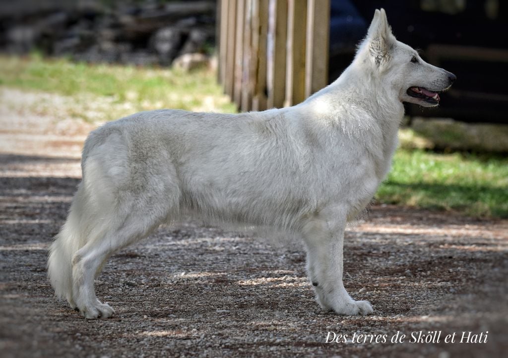 Torvi des terres de skoll et hati