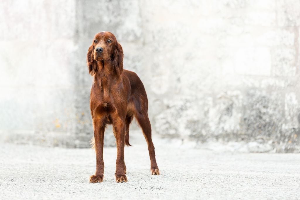 V6 de l'étang de la marnière