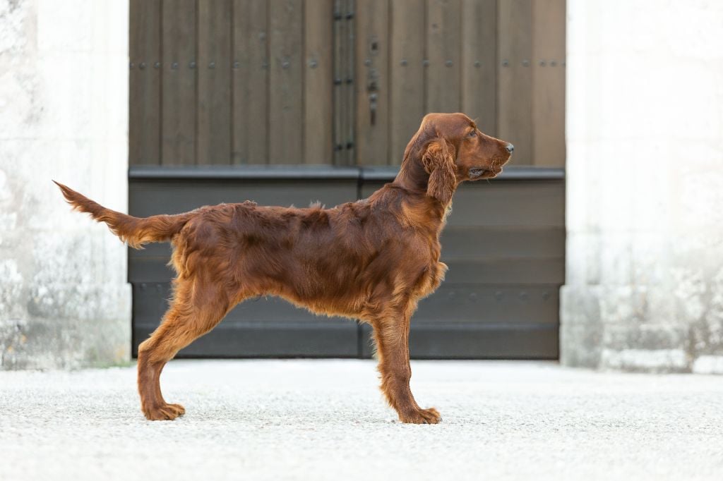 Striking starlight lofty