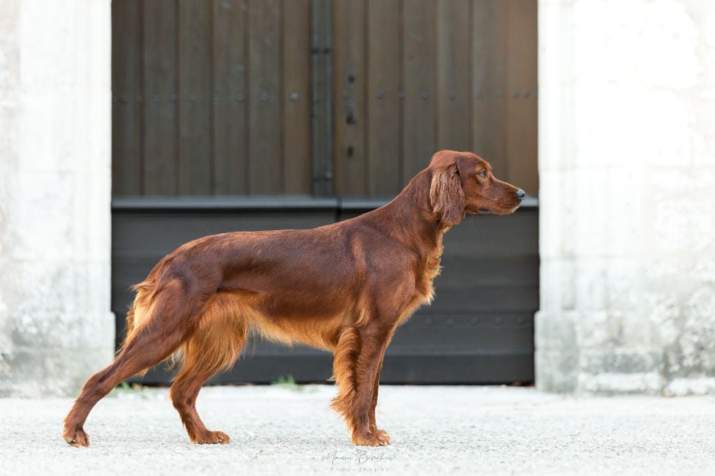Volva de l'étang de la marnière