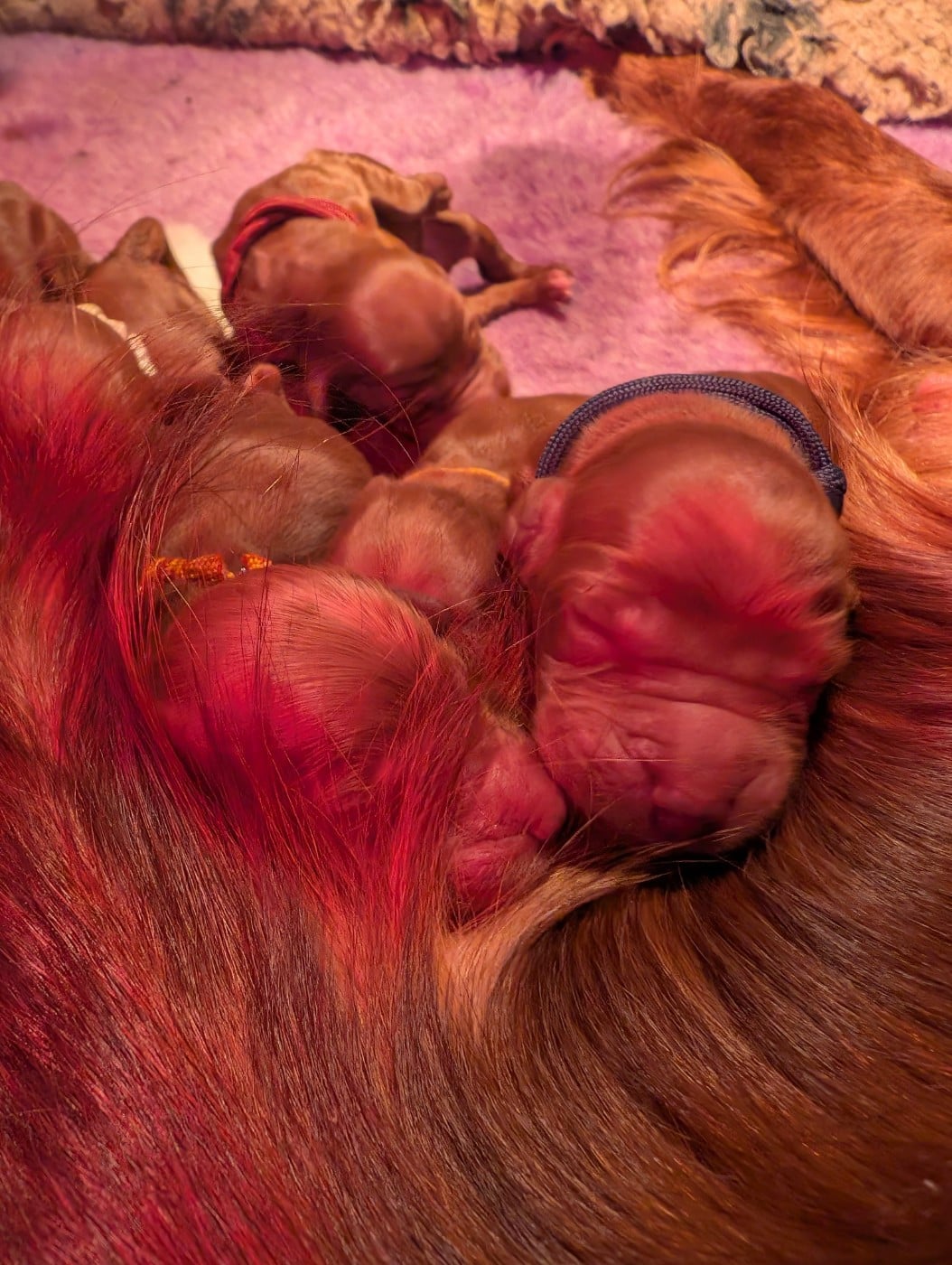 Mâle Setter Irlandais rouge - Setter irlandais rouge