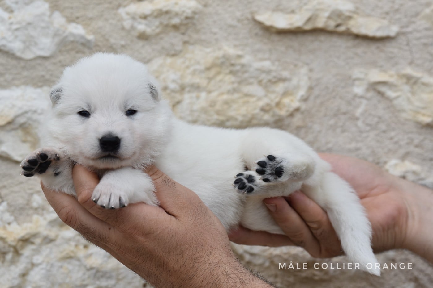 Mâle poil mi-long - Berger Blanc Suisse